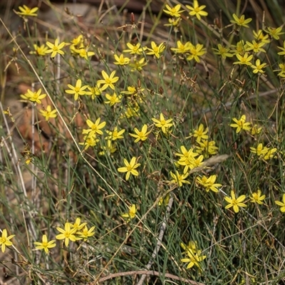 Tricoryne elatior (Yellow Rush Lily) at Gungahlin, ACT - 1 Feb 2025 by AlisonMilton