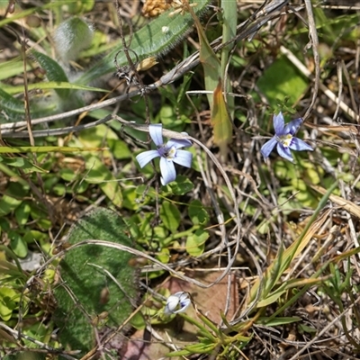 Isotoma fluviatilis subsp. australis (Swamp Isotome) at Belconnen, ACT - 26 Oct 2024 by AlisonMilton