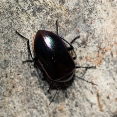 Unidentified Darkling beetle (Tenebrionidae) at Higgins, ACT - 1 Feb 2025 by AlisonMilton