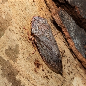 Stenocotis depressa at Higgins, ACT - 1 Feb 2025 12:17 PM