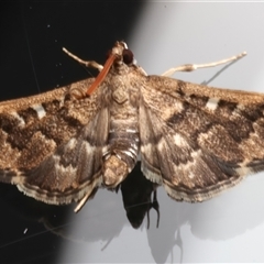 Nacoleia rhoeoalis at Ainslie, ACT - 2 Feb 2025 10:56 PM