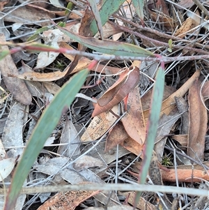 Hippotion scrofa at Bungendore, NSW - suppressed