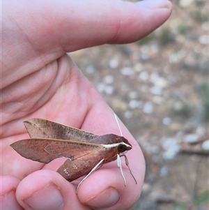 Hippotion scrofa at Bungendore, NSW - suppressed