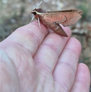 Hippotion scrofa at Bungendore, NSW - suppressed