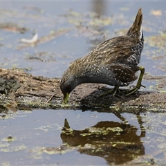 Porzana fluminea (Australian Spotted Crake) at Fyshwick, ACT - 9 Feb 2025 by RodDeb