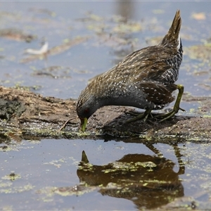 Porzana fluminea (Australian Spotted Crake) at Fyshwick, ACT - 9 Feb 2025 by RodDeb