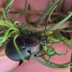 Unidentified Carab beetle (Carabidae) at Bungendore, NSW - 7 Feb 2025 by clarehoneydove