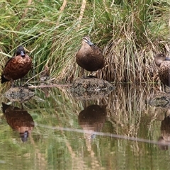 Anas castanea (Chestnut Teal) at Fyshwick, ACT - 9 Feb 2025 by RodDeb