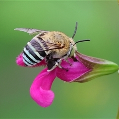 Amegilla sp. (genus) (Blue Banded Bee) at West Wodonga, VIC - 9 Feb 2025 by KylieWaldon