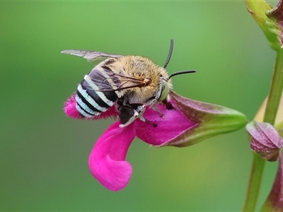 Amegilla sp. (genus) (Blue Banded Bee) at West Wodonga, VIC - 9 Feb 2025 by KylieWaldon