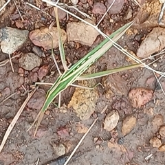 Acrida conica (Giant green slantface) at Kenny, ACT - Yesterday by MPW