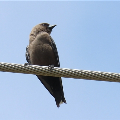 Artamus cyanopterus (Dusky Woodswallow) at Fyshwick, ACT - 9 Feb 2025 by RodDeb