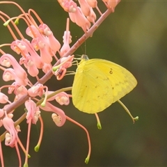 Unidentified White & Yellow (Pieridae) at Kakadu, NT - 8 Feb 2025 by HelenCross