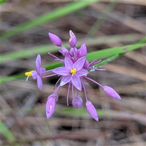 Unidentified Other Wildflower or Herb at Kakadu, NT - 8 Feb 2025 by HelenCross