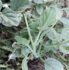 Heliotropium europaeum (Common Heliotrope, Potato Weed) at Watson, ACT - 10 Feb 2025 by MPW