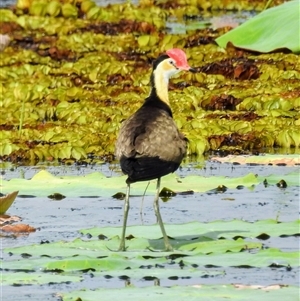 Irediparra gallinacea (Comb-crested Jacana) at Kakadu, NT - 6 Feb 2025 by HelenCross