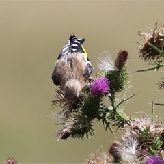 Carduelis carduelis (European Goldfinch) at Fyshwick, ACT - 9 Feb 2025 by RodDeb