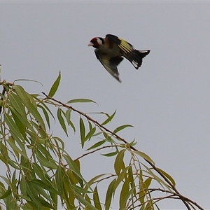 Carduelis carduelis at Fyshwick, ACT - 9 Feb 2025 12:21 PM