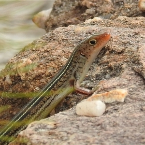Ctenotus superciliaris at suppressed - suppressed