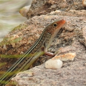 Unidentified Skink at Kakadu, NT - 6 Feb 2025 by HelenCross