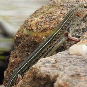 Ctenotus superciliaris at suppressed - suppressed