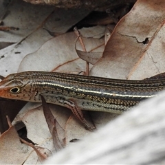 Ctenotus superciliaris at suppressed - suppressed