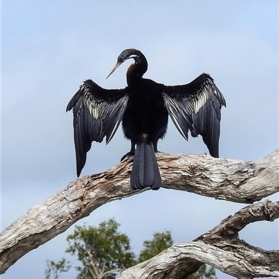 Anhinga novaehollandiae at Kakadu, NT - 6 Feb 2025 by HelenCross