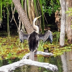 Anhinga novaehollandiae at Kakadu, NT - 6 Feb 2025 10:49 AM