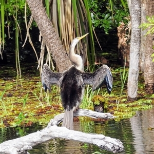 Anhinga novaehollandiae at Kakadu, NT - 6 Feb 2025 10:49 AM