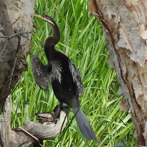 Anhinga novaehollandiae at Kakadu, NT - 6 Feb 2025 10:49 AM