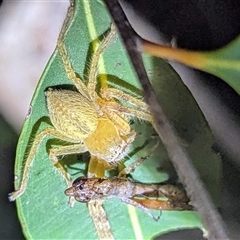 Unidentified Huntsman spider (Sparassidae) at Kakadu, NT - 5 Feb 2025 by HelenCross