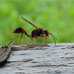 Sceliphron formosum at Fyshwick, ACT - 9 Feb 2025 by RodDeb