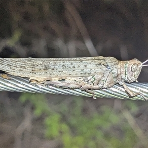 Unidentified Grasshopper (several families) at Kakadu, NT - 5 Feb 2025 by HelenCross