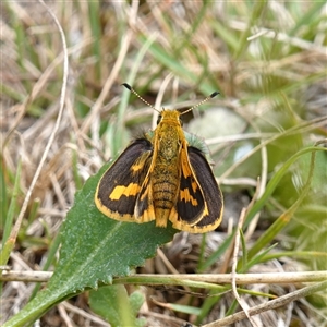 Ocybadistes walkeri at Mongarlowe, NSW - 24 Feb 2023 by RobG1