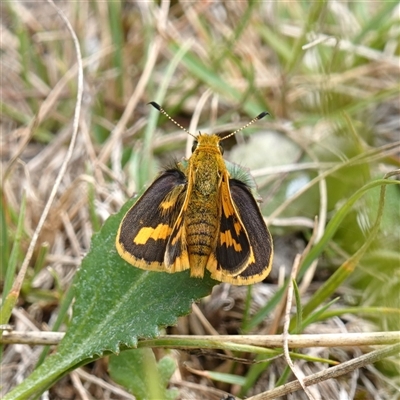 Ocybadistes walkeri (Green Grass-dart) at Mongarlowe, NSW - 24 Feb 2023 by RobG1