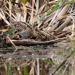 Gallinago hardwickii at Fyshwick, ACT - 9 Feb 2025 by RodDeb