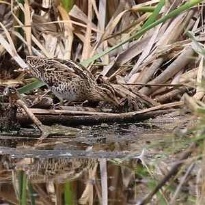 Gallinago hardwickii (Latham's Snipe) at Fyshwick, ACT - 9 Feb 2025 by RodDeb