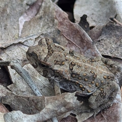 Rhinella marina at Kakadu, NT - 6 Feb 2025 by HelenCross