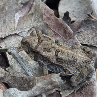 Rhinella marina at Kakadu, NT - 6 Feb 2025 by HelenCross