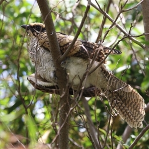 Eudynamys orientalis (Pacific Koel) at Fyshwick, ACT - 9 Feb 2025 by RodDeb