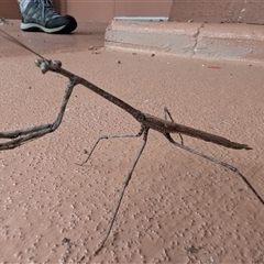 Unidentified Praying mantis (Mantodea) at Kakadu, NT - 6 Feb 2025 by HelenCross