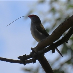 Neochmia temporalis (Red-browed Finch) at Fyshwick, ACT - 9 Feb 2025 by RodDeb