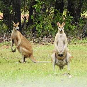 Macropus agilis at Kakadu, NT - 6 Feb 2025 by HelenCross