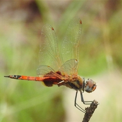 Unidentified Dragonfly or Damselfly (Odonata) at Kakadu, NT - 6 Feb 2025 by HelenCross