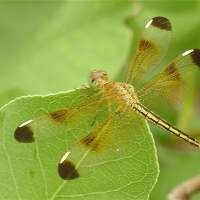 Unidentified Dragonfly or Damselfly (Odonata) at Kakadu, NT - 6 Feb 2025 by HelenCross