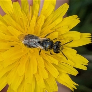 Lasioglossum (Chilalictus) lanarium at Franklin, ACT - 10 Feb 2025 12:53 PM