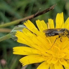 Lasioglossum (Chilalictus) lanarium at Franklin, ACT - 10 Feb 2025 12:53 PM