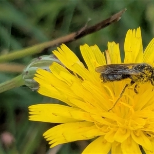 Lasioglossum (Chilalictus) lanarium at Franklin, ACT - 10 Feb 2025 12:53 PM