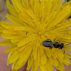 Lasioglossum (Chilalictus) lanarium at Franklin, ACT - 10 Feb 2025 12:53 PM