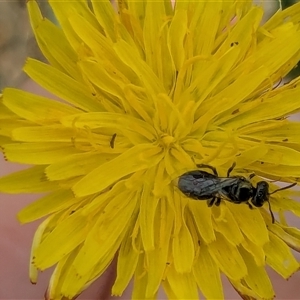 Lasioglossum (Chilalictus) lanarium at Franklin, ACT - 10 Feb 2025 12:53 PM